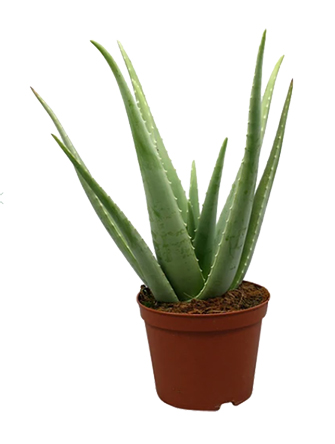 M-Classic Aloe vera 15cm
