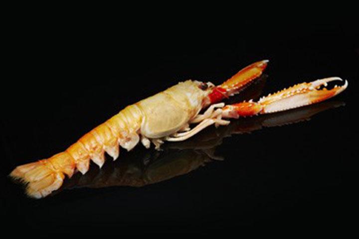 Scampi - La Maison Nordique