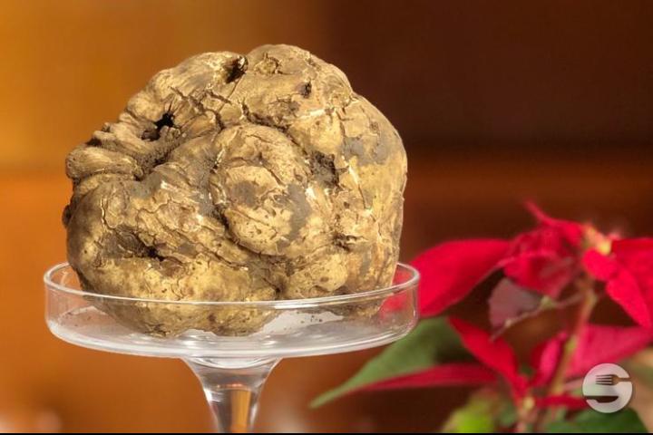 Truffe Blanche d’Alba - Restaurant Roberto