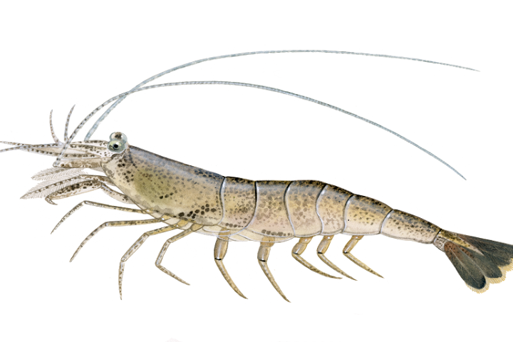 Poke crevettes basse température - Green & Fit Food