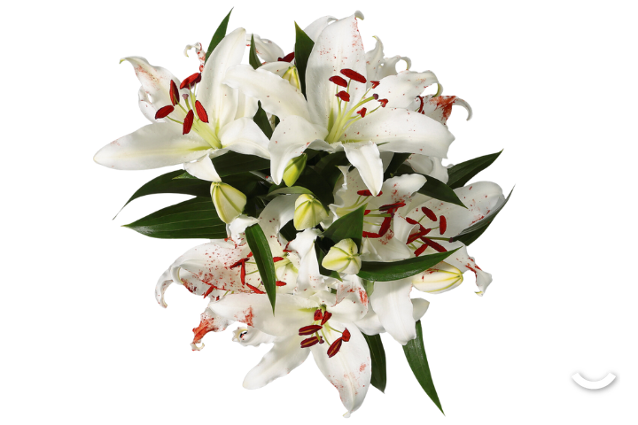 Giglio orientale bianco