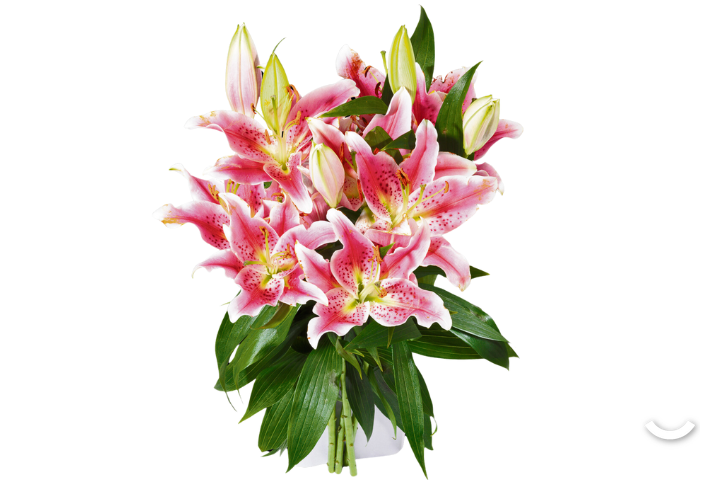 Giglio orientale rosa