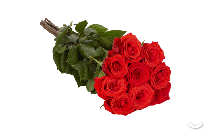 Rose rosse nobili