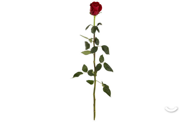 Rosa Rossa