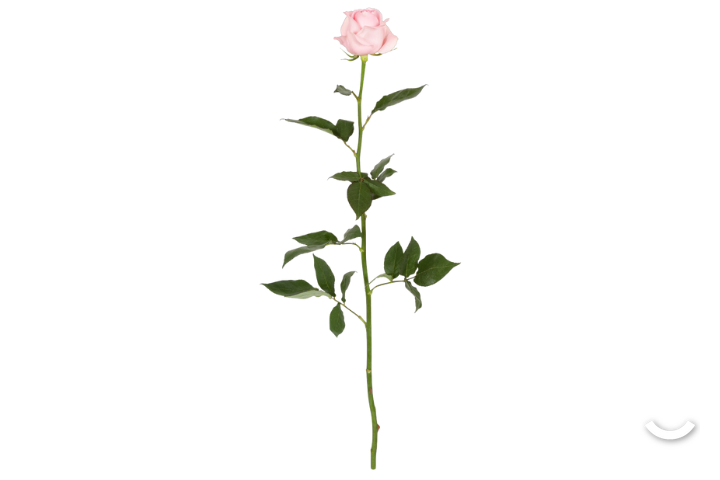Rosa Bianco