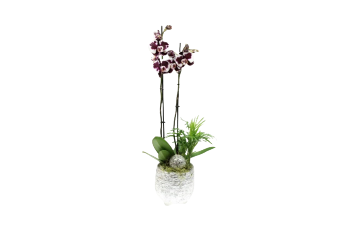 Orchidea Premium 1 con vaso