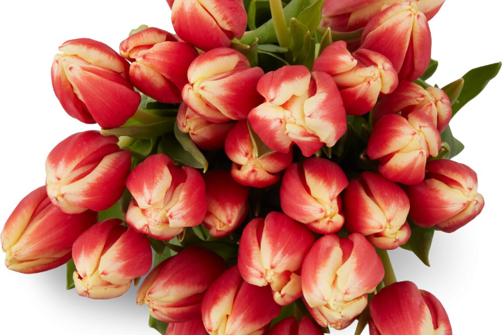 18 tulips bouquet - Florissimo (Chêne-Bourg)