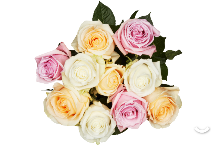 Pastel Romantic Roses