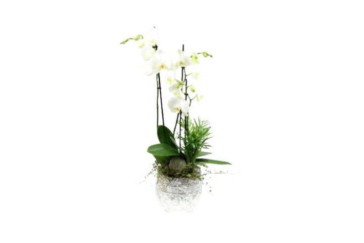 Orchidea Premium 2 con vaso