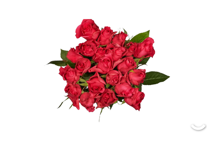 Minirose rosa