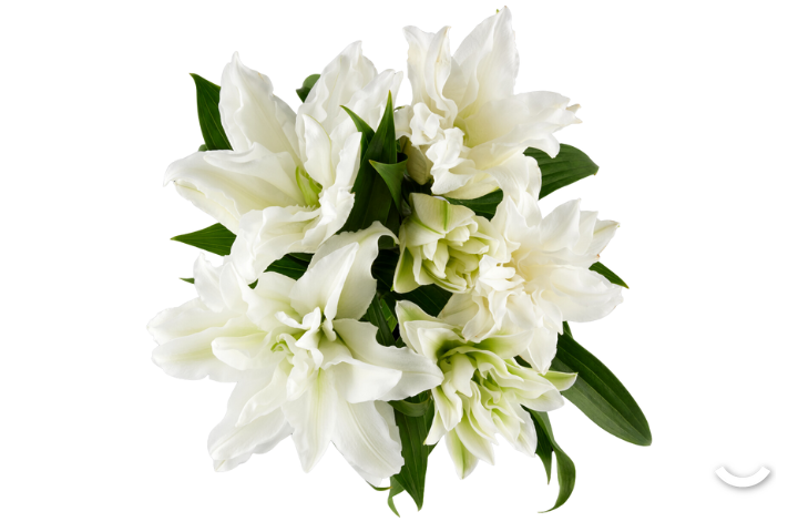 Giglio Roselilly bianco
