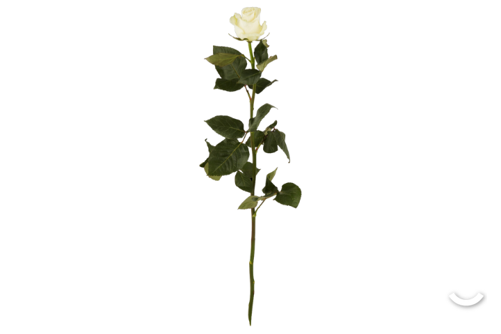 Rosa Rosa