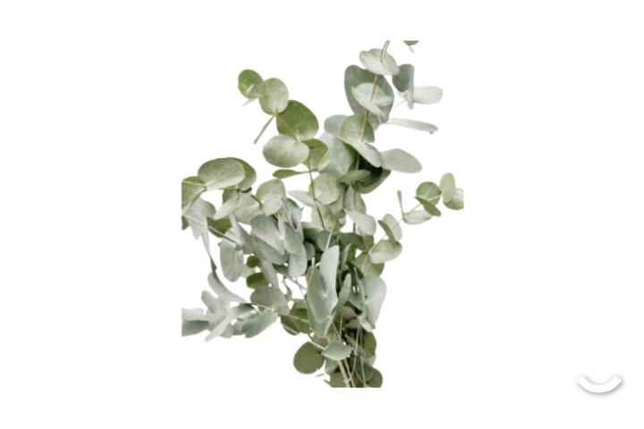Eukalyptus