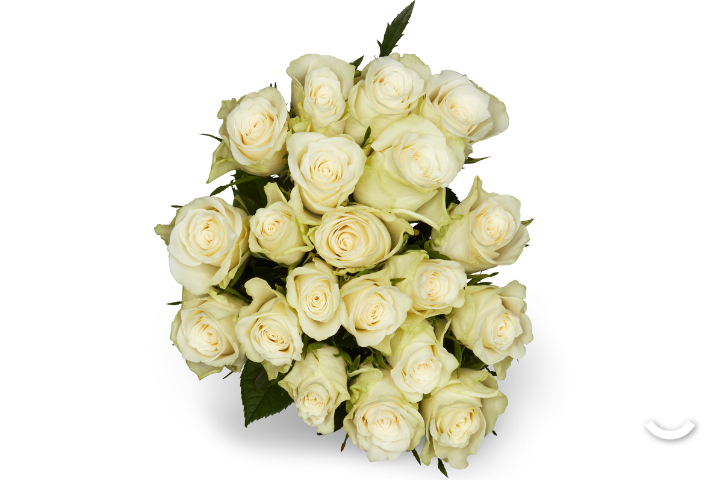 Weiße Minirosen
