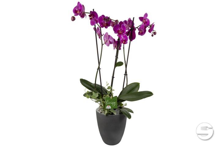 Phalaenopsis premium 3 plants with flowerpot cover - Florissimo (Versoix)