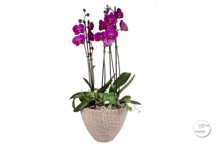 Phalaenopsis premium 5 plants with flowerpot cover - Florissimo (Versoix)
