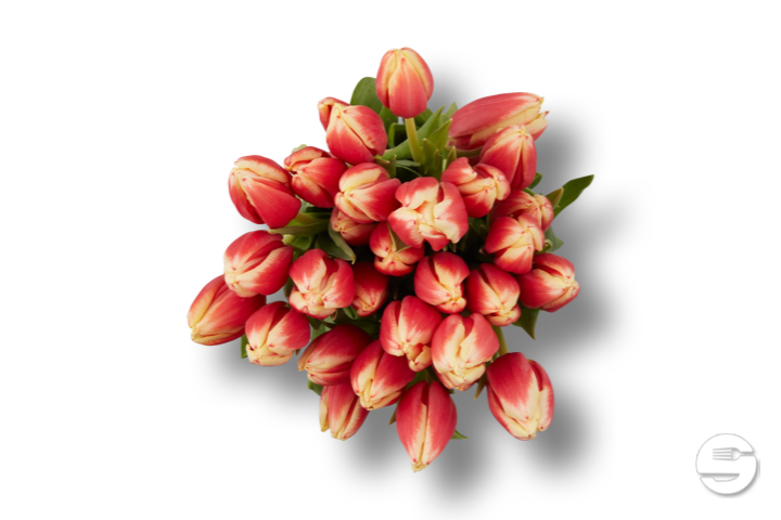 Bouquet de 36 tulipes - Florissimo (Vésenaz)