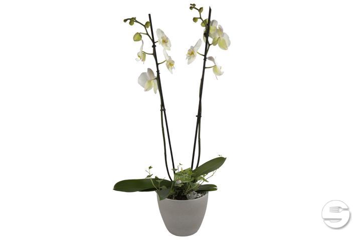 Phalaenopsis premium 2 tiges avec cache-pot - Florissimo (Vibert)