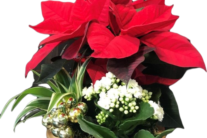 Vase Anna (3 plants) - Florissimo (Vibert)