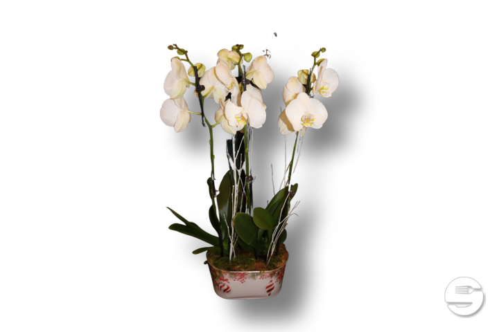 Orchids Vase 2 Plants with Flowerpot Cover - Florissimo (Vibert)