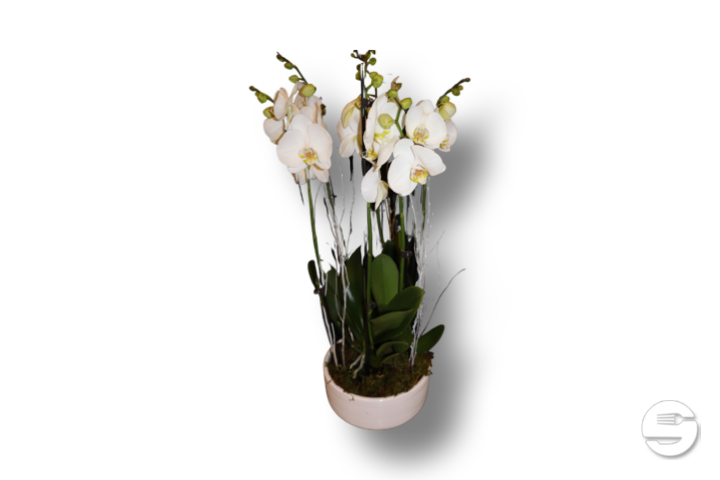 Orchid arrangement - Florissimo (Vibert)