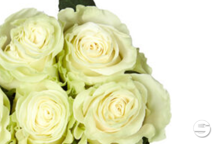 Roses Equateur Blanches - Max Havelaar - Florissimo (Aéroport)