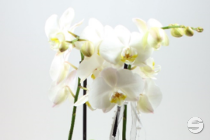 Phalaenopsis blanc, 2 tiges avec cache-pot - Florissimo (Aéroport)