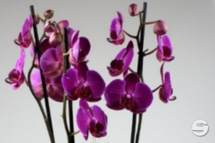 Phalaenopsis violet, 3 tiges avec cache-pot - Florissimo (Aéroport)
