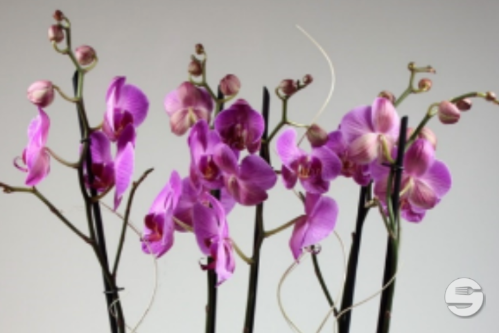 Phalaenopsis violet, 5 tiges avec cache-pot - Florissimo (Aéroport)