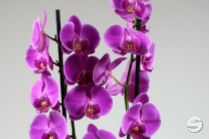 Phalaenopsis violet, 2 tiges avec cache-pot - Florissimo (Aéroport)