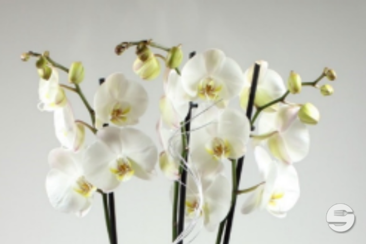 Phalaenopsis blanc, 3 tiges avec cache-pot - Florissimo (Aéroport)