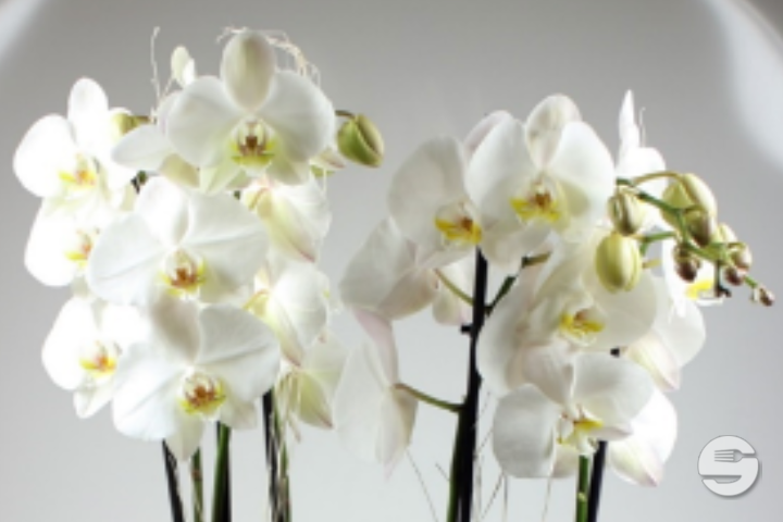 Phalaenopsis blanc, 5 tiges avec cache-pot - Florissimo (Aéroport)