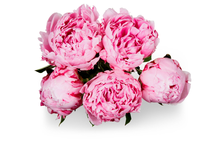 5 peonis bouquet - Florissimo (Aéroport)