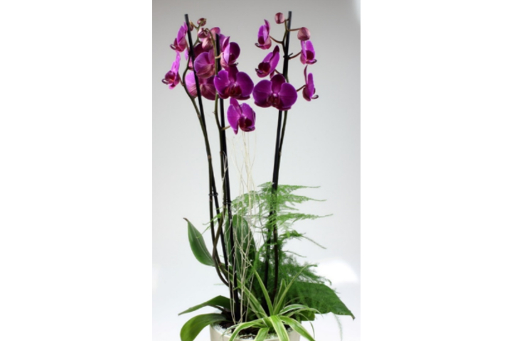 Phalaenopsis Premium  3 gambi con vaso ceramica
