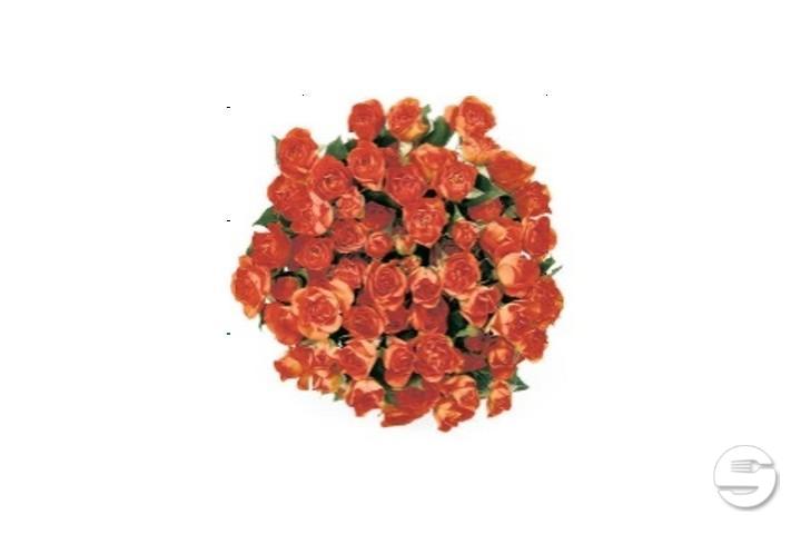 Minirose Spray Max Havelaar Orange - Florissimo (S. Antonino)