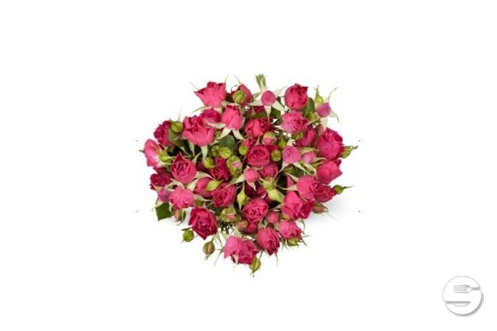 Minirose Spray Max Havelaar Rose - Florissimo (S. Antonino)