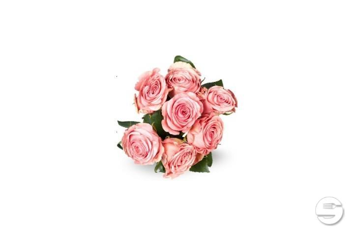Rose Equador Max Havelaar Rose - Florissimo (S. Antonino)