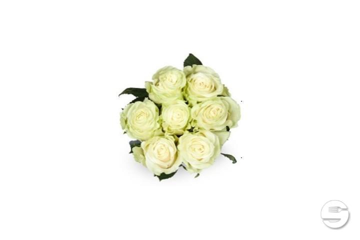 Rose Equador Max Havelaar White - Florissimo (S. Antonino)