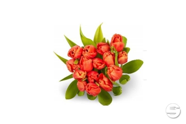 Tulips 15 pieces - Florissimo (S. Antonino)