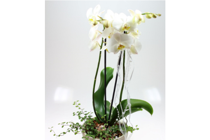 Phalaenopsis Premium Blanc 2 Tiges avec Cache-Pot - Florissimo (S. Antonino)