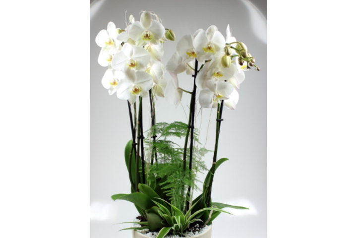 Phalaenopsis Premium Blanc 5 Tiges avec Cache-Pot - Florissimo (S. Antonino)