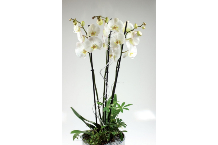 Phalaenopsis Premium Blanc 3 Tiges avec Cache-Pot - Florissimo (S. Antonino)