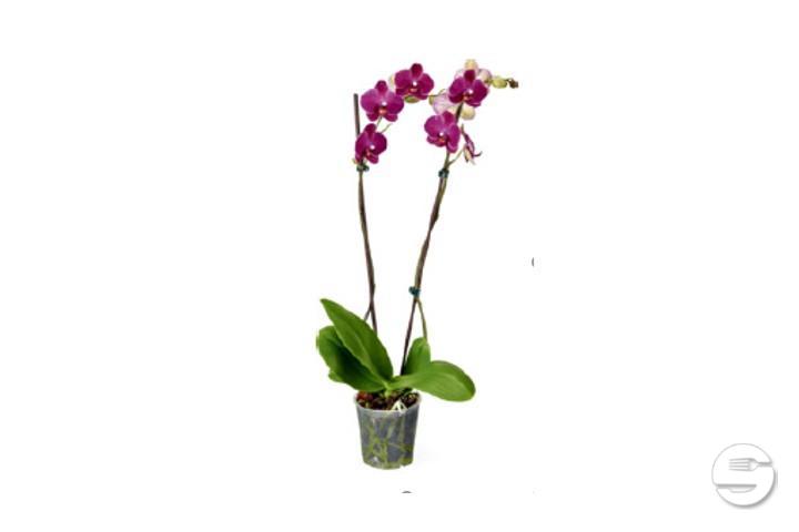 Phalaenopsis 2 gambi - Florissimo (S. Antonino)