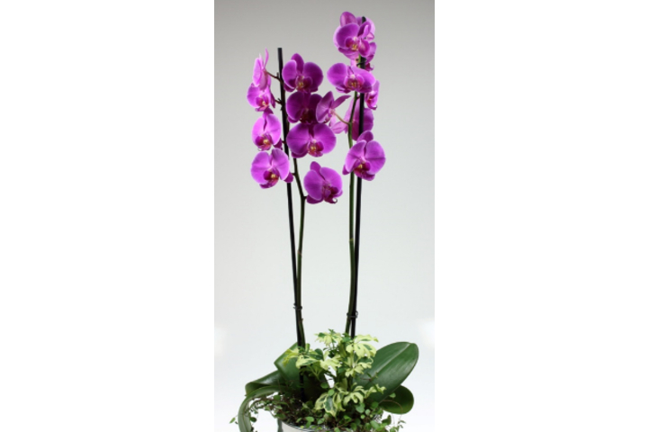Phalaenopsis premium 2 gambi con vaso ceramica - Florissimo