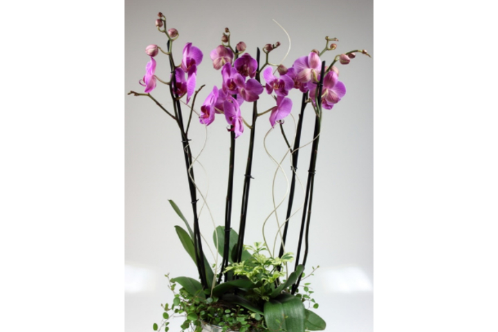 Phalaenopsis premium 5 gambi con vaso ceramica - Florissimo