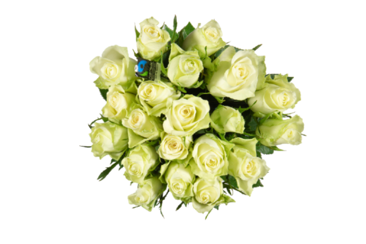 Minirose Max Havelaar bianche - Florissimo (Locarno)