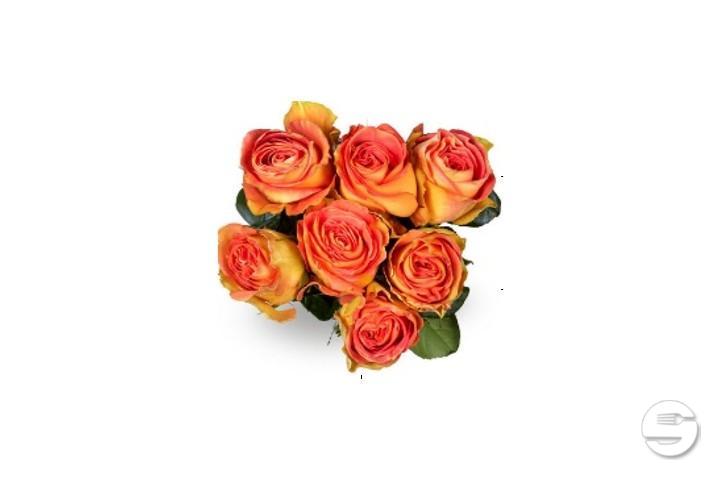 Rose Equador Max Havelaar arancio - Florissimo (Locarno)