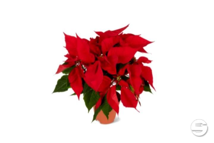 Stella di Natale - Florissimo