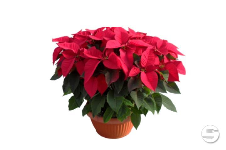 Ciotola stella di natale - Florissimo