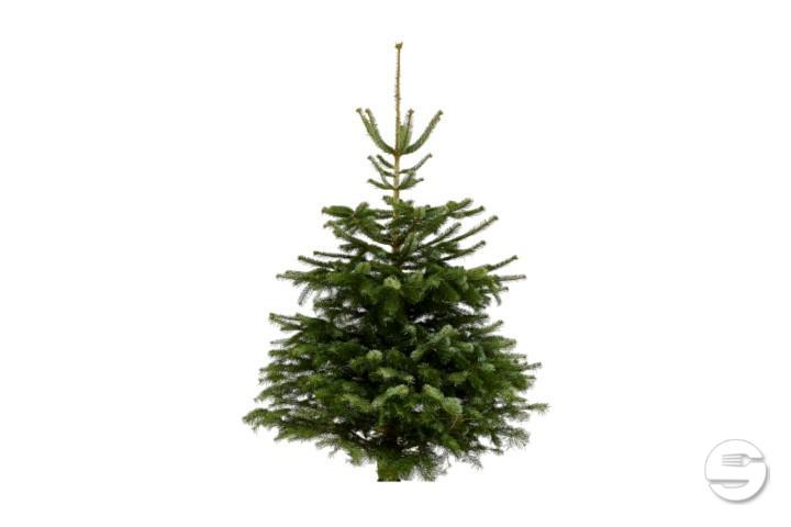 Nordmann reciso 130-160 🌲 - Florissimo